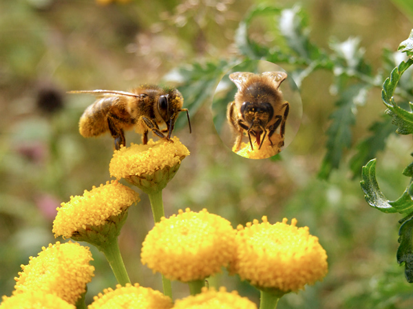 Honeybees on a yellow flower