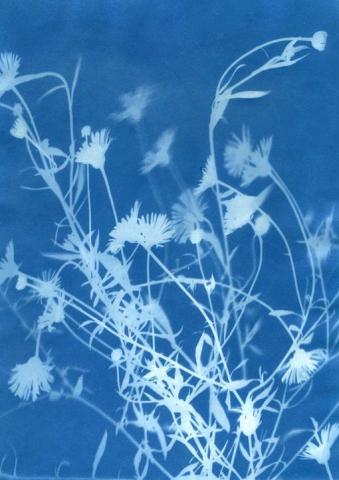 cyanotype print