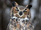 brown, white and grey owl