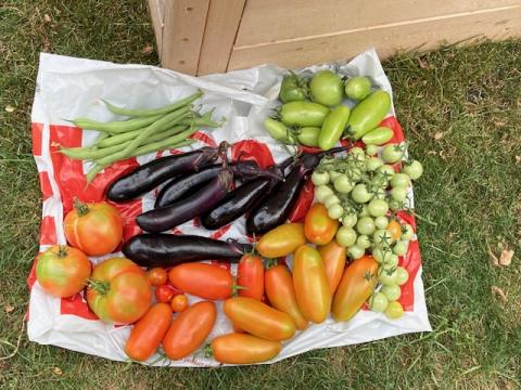 various vegetables harvested from the library garden lying on a plastic bag on the ground outside. Vegetables include eggplant, tomatoes, peppers