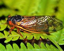 Large cicada with a black body, translucent wings and red eyes on a green leaf