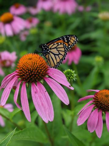 a butterfly perched on a purple coneflower 