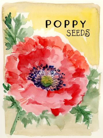 Watercolor image of a red poppy