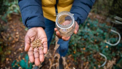 Person holding seeds in hand