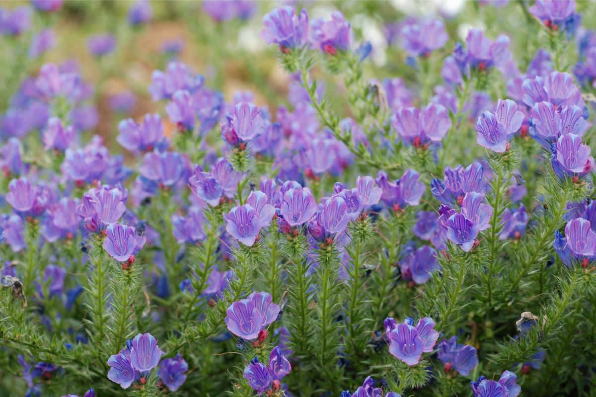 Spring flowers