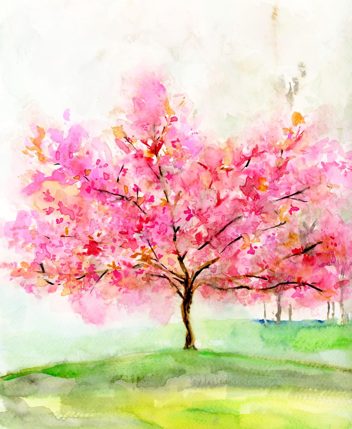 Cherry Blossom Tree