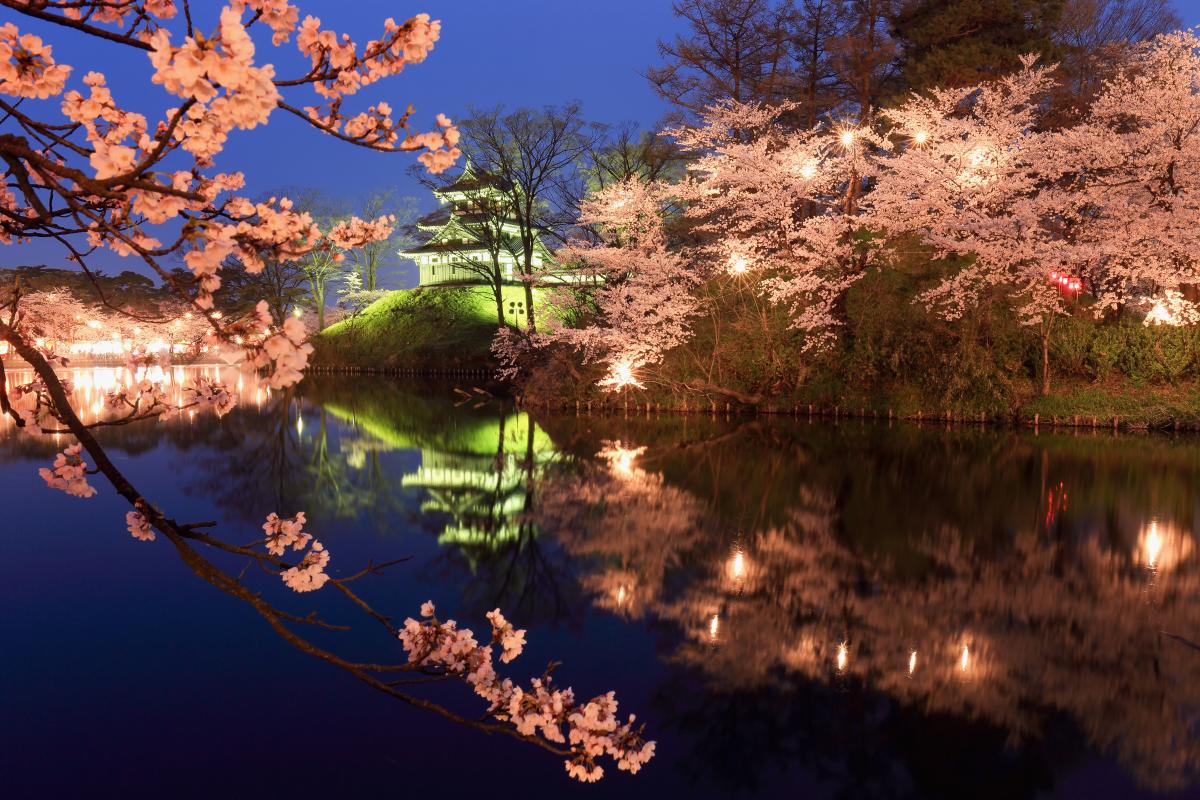 Cherry blossoms in Japan