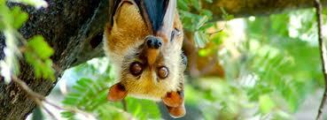 Light brown bat hanging upside down from a tree branch