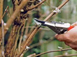 Pruning a tree