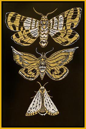 Moths on black paper with gold ink