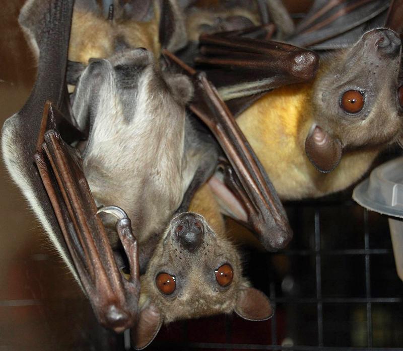 Two large brown bats with blacks eyes and nose hanging upside down